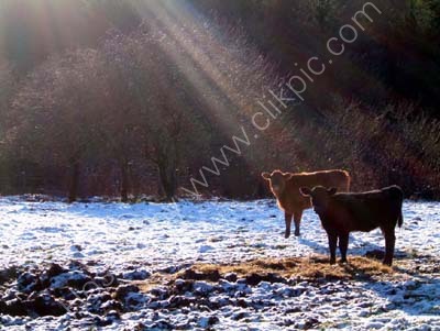 Boxing Day Calves